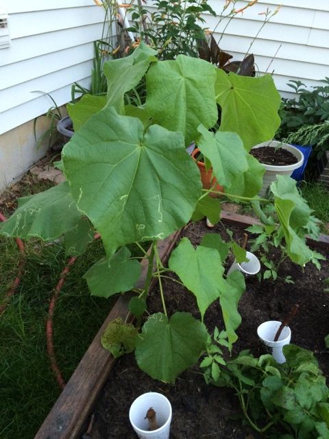  photo IMG_9918_zps14d506ec.jpg